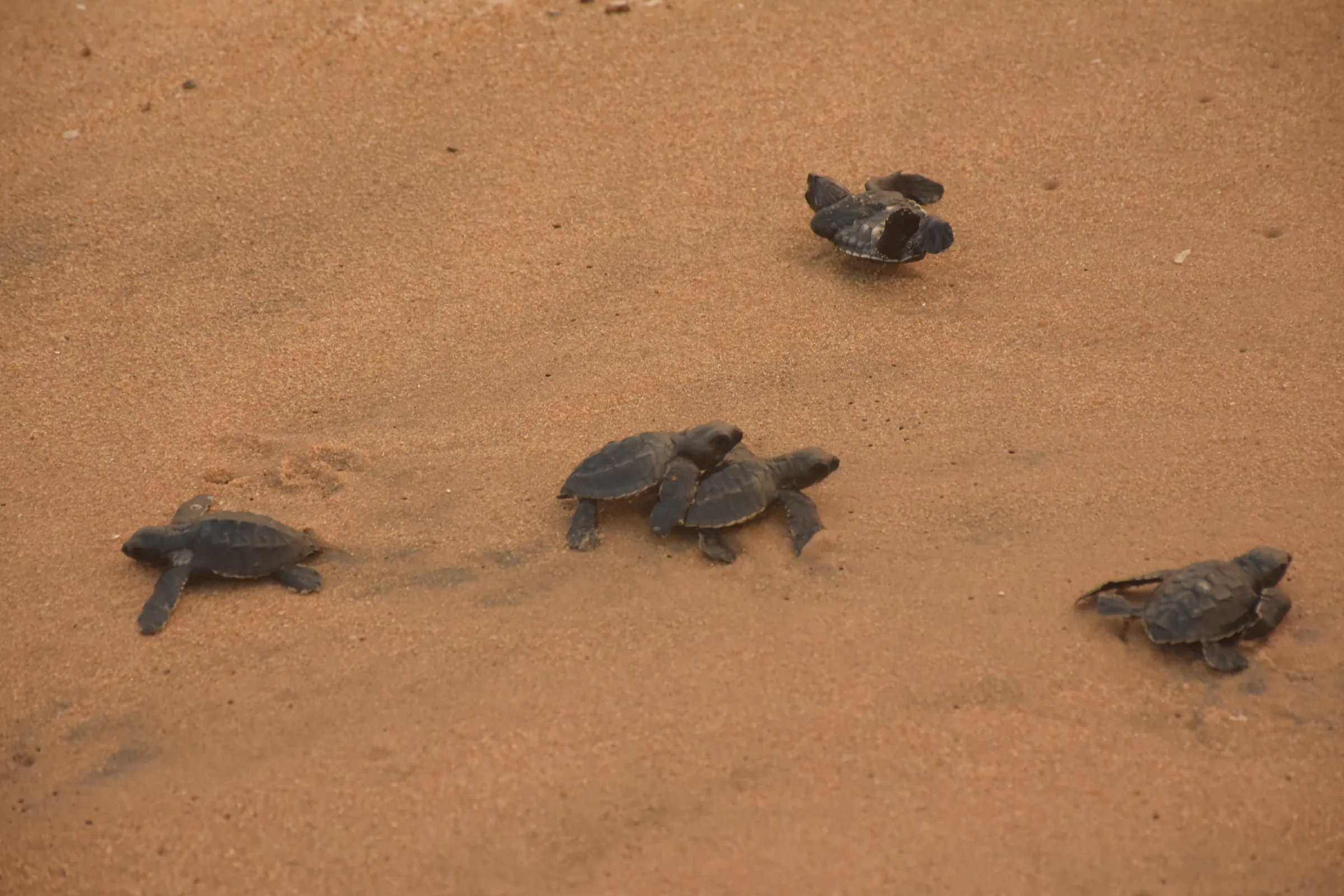 Olive ridley hatchlings moving across the sand at Rushikulya rookery