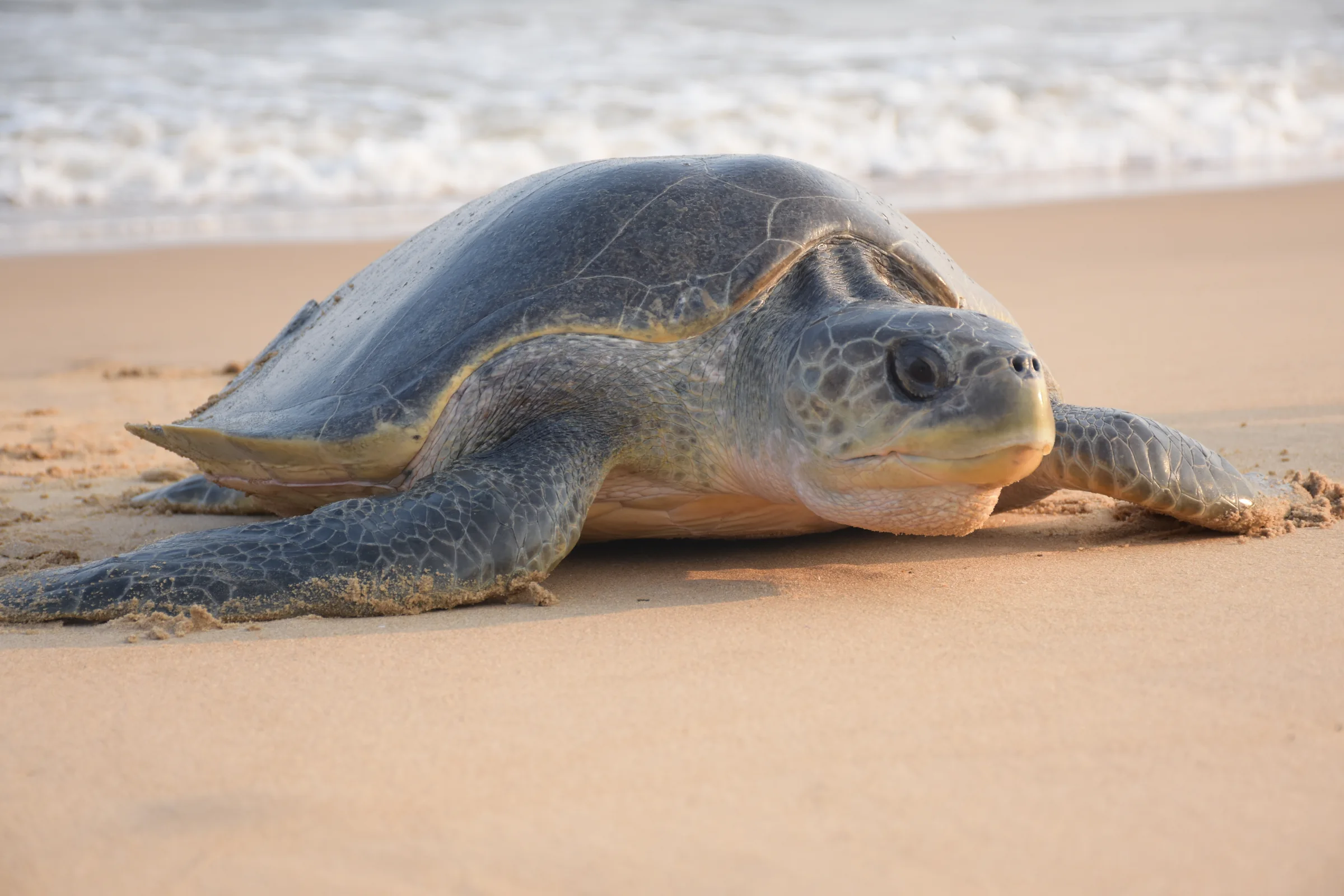 Adult olive ridley sea turtle at the Rushikulya rookery